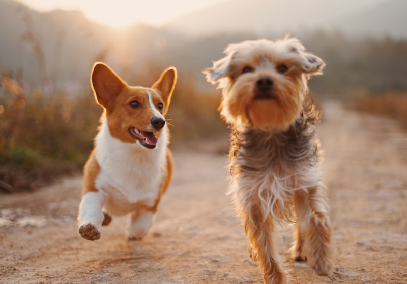 Fairfax Pet Odor Treatment